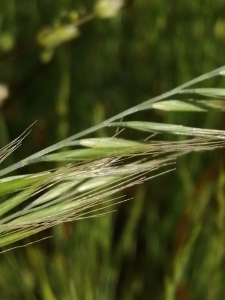 Patrick Ressayre, le 27 avril 2025 (Vaulx-en-Velin)