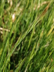 Patrick Ressayre, le 27 avril 2025 (Vaulx-en-Velin)