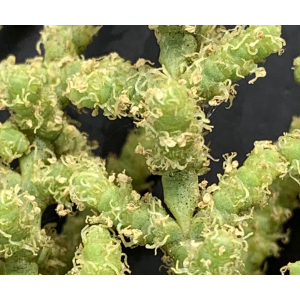 Arthrocnemum macrostachyum-IMG_1316.JPG