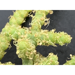 Arthrocnemum macrostachyum-IMG_1318.JPG