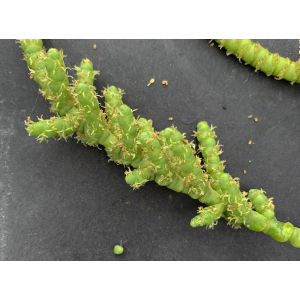 Arthrocnemum macrostachyum-IMG1326.JPG