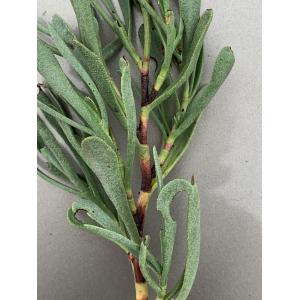 Limoniastrum monopetalum-IMG_1297.JPG