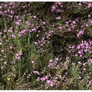 Limoniastrum monopetalum-IMG_1329.JPG