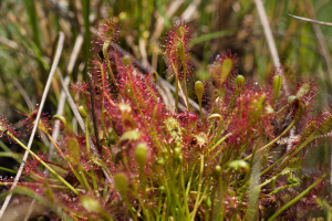 SergeLavayssiere, le 14 juin 2025 (Manou)