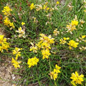 Photographie n°3245311 du taxon Genista sagittalis L. [1753]
