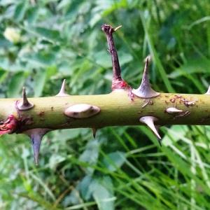 Photographie n°3245347 du taxon Rosa glauca Pourr. [1788]
