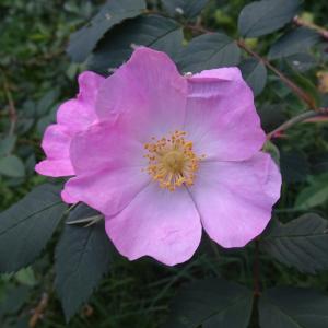 Photographie n°3245348 du taxon Rosa glauca Pourr. [1788]