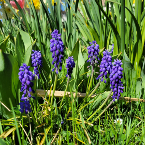 LiseP77, le  5 avril 2025 (Bailly-Romainvilliers)