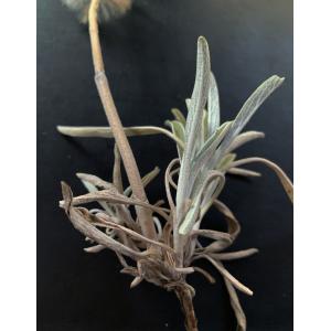 Phlomis lychnitis-IMG_15 2.JPG