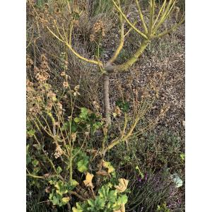 Malva veneta-IMG_1420.JPG