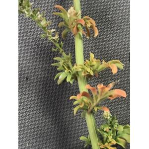 Reseda alba-IMG_1404.JPG