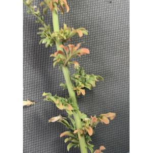 Reseda alba-IMG_1405.JPG