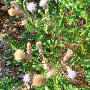 Photographie n°3250300 du taxon Cirsium arvense (L.) Scop.