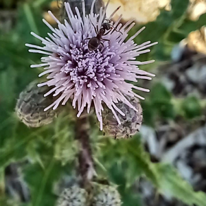Photographie n°3250301 du taxon Cirsium arvense (L.) Scop.