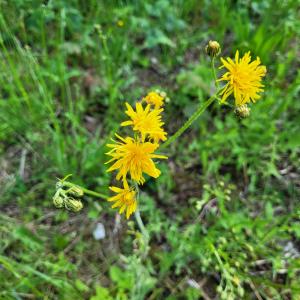 Photographie n°3250337 du taxon Crepis biennis L. [1753]