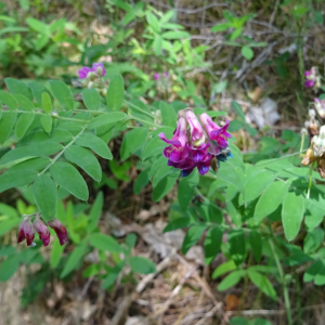 Photographie n°3251268 du taxon Lathyrus niger (L.) Bernh. [1800]