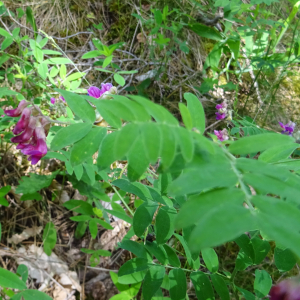 Photographie n°3251269 du taxon Lathyrus niger (L.) Bernh. [1800]