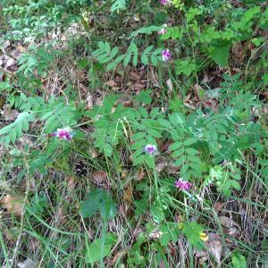 Photographie n°3251270 du taxon Lathyrus niger (L.) Bernh. [1800]