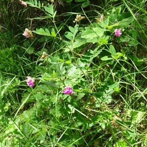 Photographie n°3251271 du taxon Lathyrus niger (L.) Bernh. [1800]
