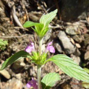 Photographie n°3251975 du taxon Galeopsis ladanum L. [1753]
