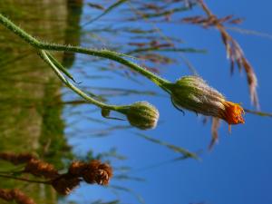 lorichin, le 21 juin 2025 (Saint-Julien-de-Briola)
