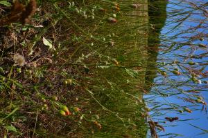 lorichin, le 21 juin 2025 (Saint-Julien-de-Briola)