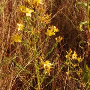 Photographie n°3252841 du taxon Hypericum perforatum L. [1753]