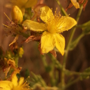 Photographie n°3252842 du taxon Hypericum perforatum L. [1753]
