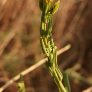 Photographie n°3252843 du taxon Hypericum perforatum L. [1753]