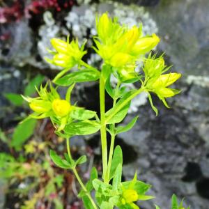 Photographie n°3252875 du taxon Hypericum perforatum L. [1753]