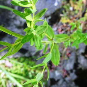 Photographie n°3252876 du taxon Hypericum perforatum L. [1753]