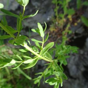 Photographie n°3252877 du taxon Hypericum perforatum L. [1753]