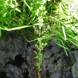 Photographie n°3252878 du taxon Hypericum perforatum L. [1753]