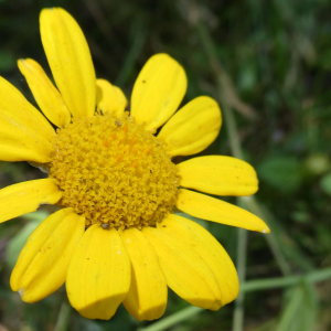 Photographie n°3252957 du taxon Glebionis segetum (L.) Fourr. [1869]