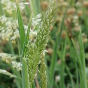 Photographie n°3252975 du taxon Holcus lanatus L. [1753]