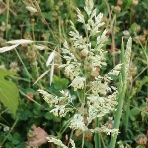 Photographie n°3252976 du taxon Holcus lanatus L. [1753]