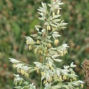 Photographie n°3252977 du taxon Holcus lanatus L. [1753]