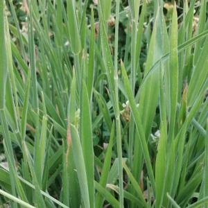 Photographie n°3252978 du taxon Holcus lanatus L. [1753]