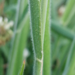 Photographie n°3252979 du taxon Holcus lanatus L. [1753]