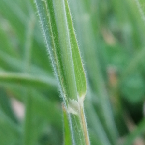 Photographie n°3252980 du taxon Holcus lanatus L. [1753]