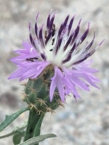 Patrick Ressayre, le 21 juin 2025 (Saint-Alban-Auriolles)