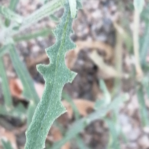  - Centaurea aspera subsp. aspera