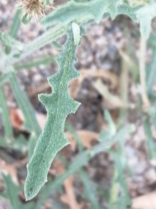 Patrick Ressayre, le 21 juin 2025 (Saint-Alban-Auriolles)