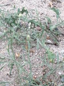 Patrick Ressayre, le 21 juin 2025 (Saint-Alban-Auriolles)