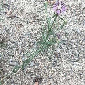  - Centaurea aspera subsp. aspera
