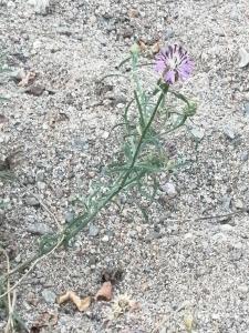 Patrick Ressayre, le 21 juin 2025 (Saint-Alban-Auriolles)