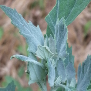 Photographie n°3253057 du taxon Chenopodium album subsp. album