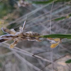 Photographie n°3259657 du taxon Genista sagittalis L. [1753]