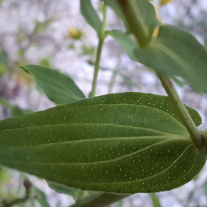 Photographie n°3259698 du taxon Hypericum perforatum L. [1753]