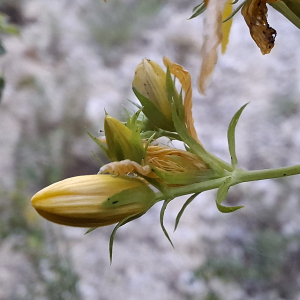 Photographie n°3259699 du taxon Hypericum perforatum L. [1753]